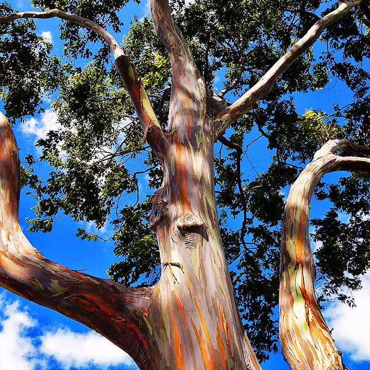 Brighter Blooms - Rainbow Eucalyptus Tree, 4-5 ft. - No Shipping To AZ,OR
